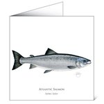Mayfly Art Atlantic Salmon Greetings Card